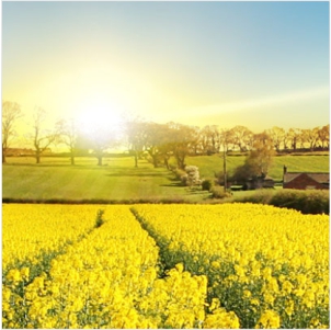 Óleo de canola refinado